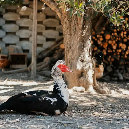 Fattoria Cerqua And דירה
