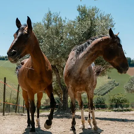 Fattoria Cerqua And דירה *