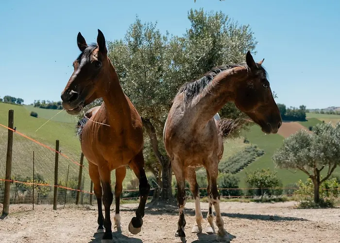 Fattoria Cerqua And Apartment *